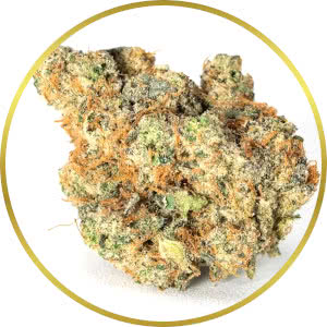 Sour Diesel Feminized Seeds for sale from SeedSupreme