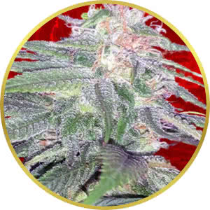Strawberry Cough Feminized Seeds for sale from Crop King