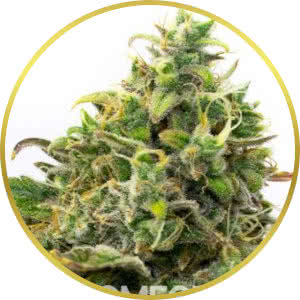 Strawberry Cough Feminized Seeds for sale from Homegrown