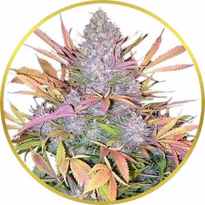Strawberry Cough Feminized Seeds for sale from ILGM