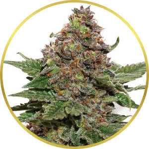 Strawberry Cough Feminized Seeds for sale from Seedsman by Dutch Passion