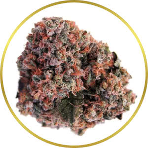 Strawberry Cough Feminized Seeds for sale from SeedSupreme