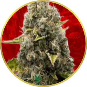 Strawberry Kush Feminized Seeds for sale from Crop King