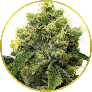 Strawberry Kush Feminized Seeds for sale from Homegrown
