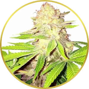 Strawberry Kush Feminized Seeds for sale from ILGM