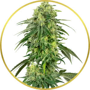 Strawberry Kush Feminized Seeds for sale from Seedsman by Sensi White Label