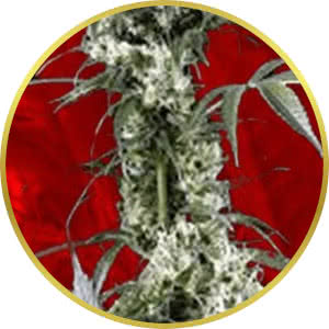 Super Lemon Haze Feminized Seeds for sale from Crop King