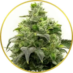 Super Lemon Haze Feminized Seeds for sale from Homegrown