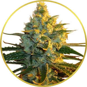 Super Lemon Haze Feminized Seeds for sale from ILGM