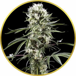 Super Lemon Haze Feminized Seeds for sale from Seedsman by Greenhouse Seed Co.