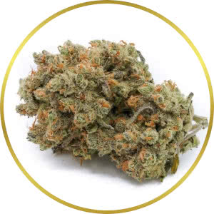 Super Lemon Haze Feminized Seeds for sale from SeedSupreme