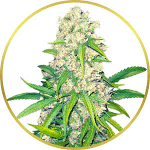 Super Silver Haze Feminized Seeds for sale from Crop King