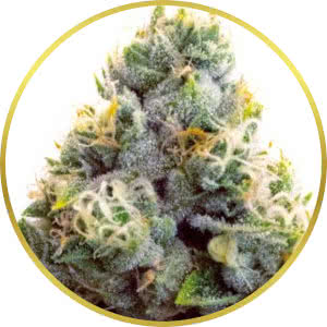 Super Silver Haze Feminized Seeds for sale from Homegrown