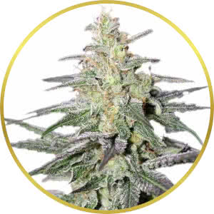 Super Silver Haze Feminized Seeds for sale from ILGM