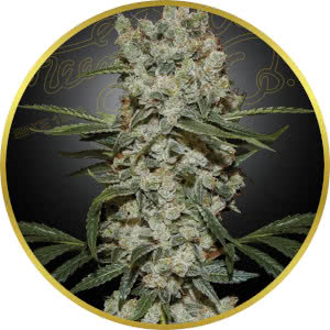 Super Silver Haze Feminized Seeds for sale from Seedsman by Green House Seed Co.