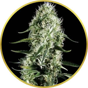 Super Silver Haze Feminized Seeds for sale from Seedsman by Green House Seed Co.