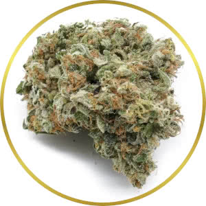 Super Silver Haze Feminized Seeds for sale from SeedSupreme