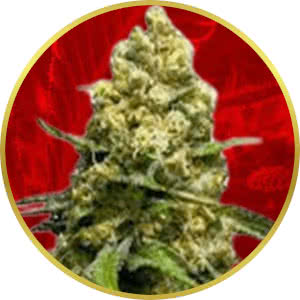 Super Skunk Feminized Seeds for sale from Crop King