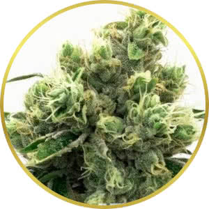 Super Skunk Feminized Seeds for sale from Homegrown