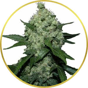Super Skunk Feminized Seeds for sale from ILGM