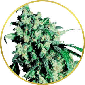 Super Skunk Feminized Seeds for sale from Seedsman by Sensi Seeds