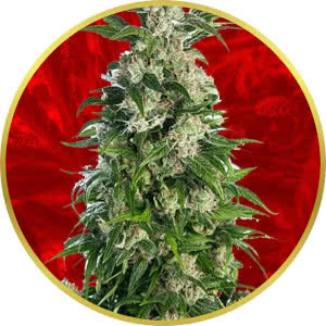 Trainwreck Feminized Seeds for sale from Crop King