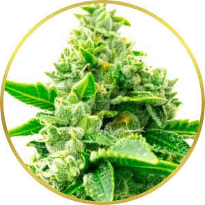 Trainwreck Feminized Seeds for sale from Homegrown