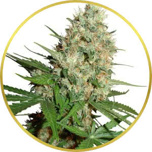 Trainwreck Feminized Seeds for sale from ILGM