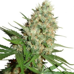 Trainwreck Feminized Seeds for sale from IGLM