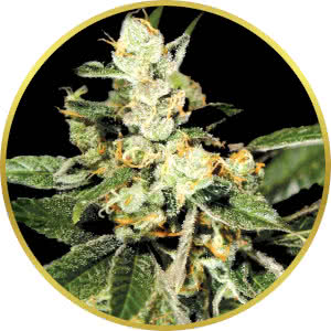 Trainwreck Feminized Seeds for sale from Seedsman by Green House Seed Co.