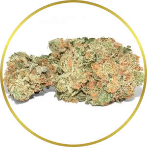 Trainwreck Feminized Seeds for sale from SeedSupreme