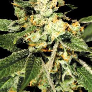 Trainwreck Feminized Seeds for sale from Seedsman by Green House Seed Co.