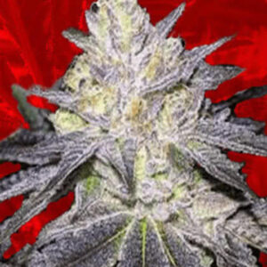 Wedding Cake Feminized Seeds for sale from Crop King