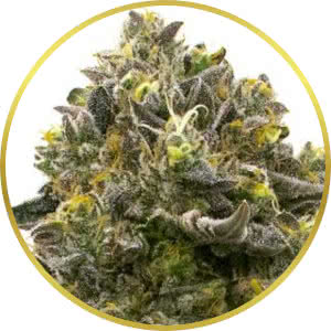 Wedding Cake Feminized Seeds for sale from Homegrown