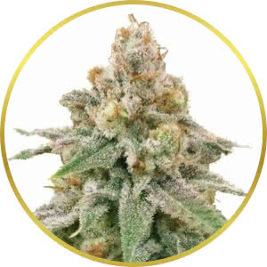 Wedding Cake Feminized Seeds for sale from ILGM
