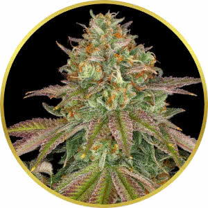 Wedding Cake Feminized Seeds for sale from Seedsman by Barney's Farm