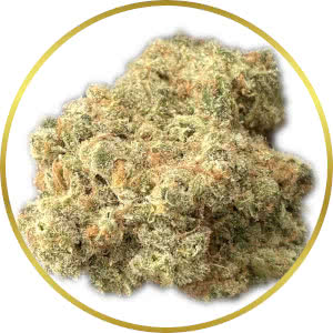 White Rhino strain bud closeup