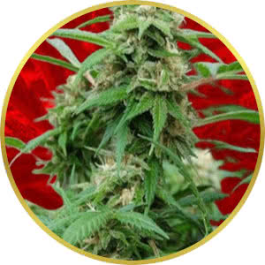 White Rhino Feminized Seeds for sale from Crop King
