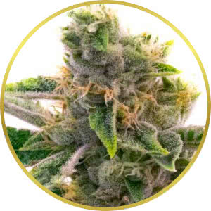 White Rhino Feminized Seeds for sale from Homegrown