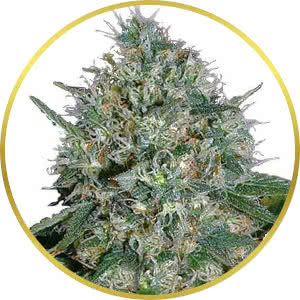 White Rhino Feminized Seeds for sale from ILGM