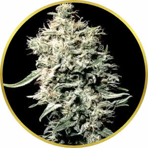 White Rhino Feminized Seeds for sale from Seedsman by Green House Seed Co.