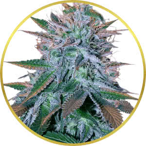 White Widow Feminized Seeds for sale from Crop King