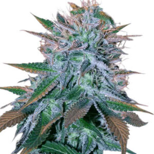 White Widow Feminized Seeds for sale from Crop King