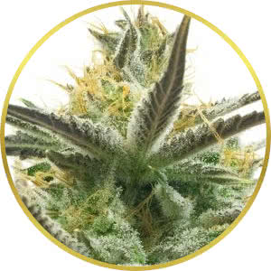 White Widow Feminized Seeds for sale from Homegrown
