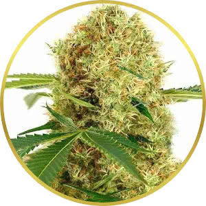 White Widow Feminized Seeds for sale from ILGM