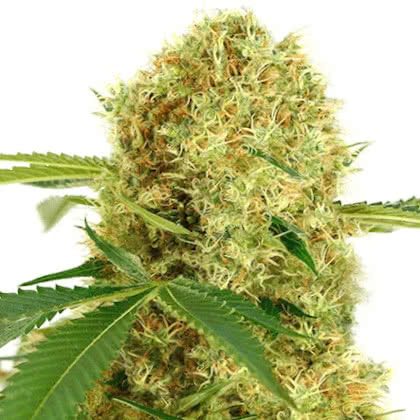 White Widow Feminized Seeds for sale from IGLM