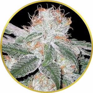 White Widow Feminized Seeds for sale from Seedsman