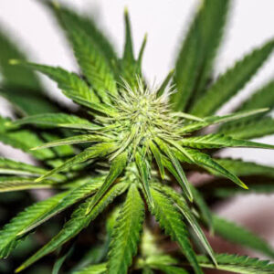 White Widow Feminized Seeds for sale from Seedsman