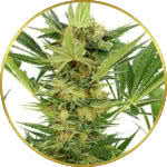 AK-47 Feminized Seeds for sale USA