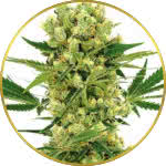 Amnesia Haze Feminized Seeds for sale USA